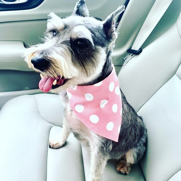 Meet your Posher, Dina - Picture 4 of 5